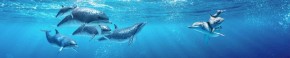 Кухонный фартук Фауна 053 Дельфины МДФ матовый (3000) Fauna в Ишиме - ishim.mebel-74.com | фото